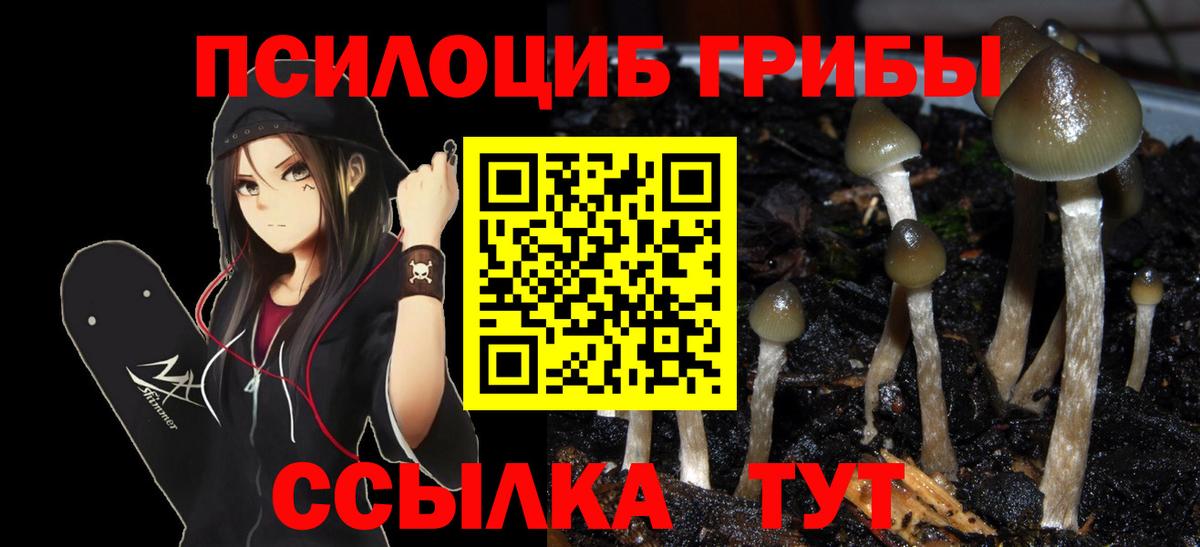 Галлюциногенные грибы Psilocybine cubensis Слободской